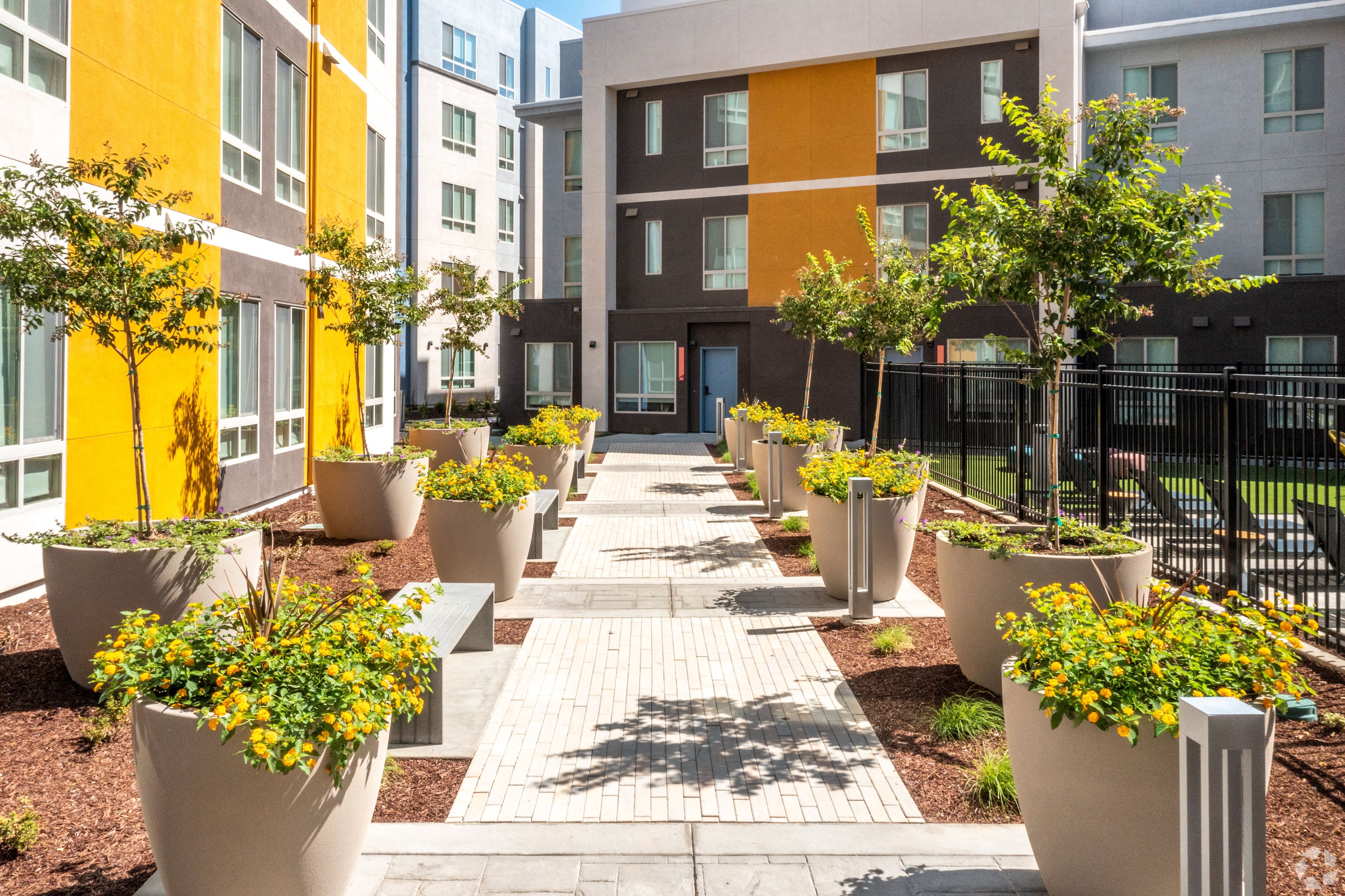 Courtyard walkway lined with planters of yellow flowers between apartment wings